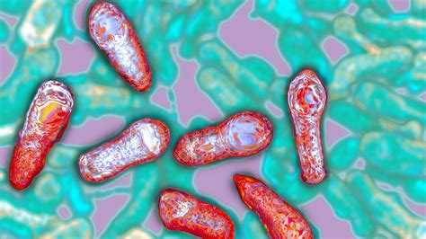 botulism bacteria
